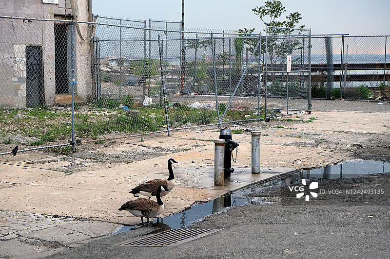 两只绿头鸭在纽约布鲁克林工业区的水泵旁喝水图片素材