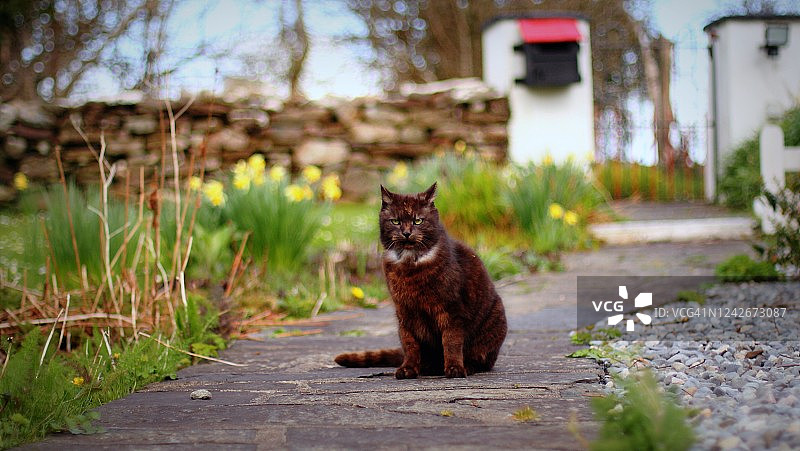 黑猫坐在花园小路上盯着镜头图片素材