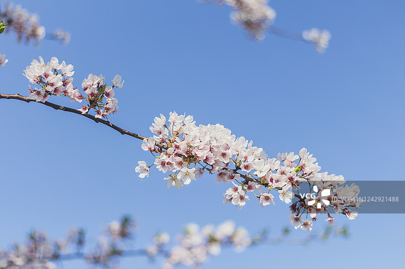晴空下的盛开樱花图片素材
