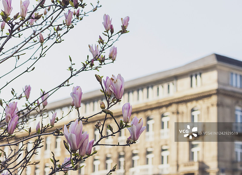 杜塞尔多夫国王大道上的玉兰树特写图片素材