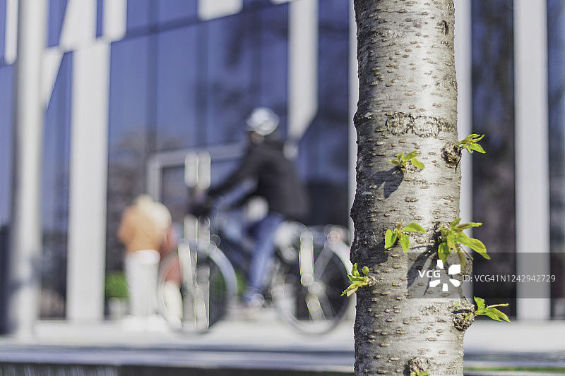 盛开的樱花特写图片素材