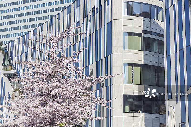 盛开的樱花，背景是国王大道图片素材