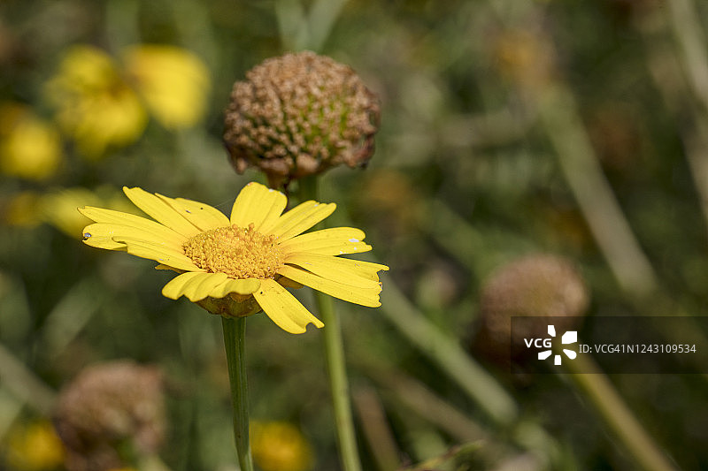 茼蒿，地中海黄色雏菊花图片素材