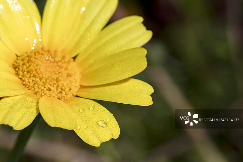 茼蒿花图片素材