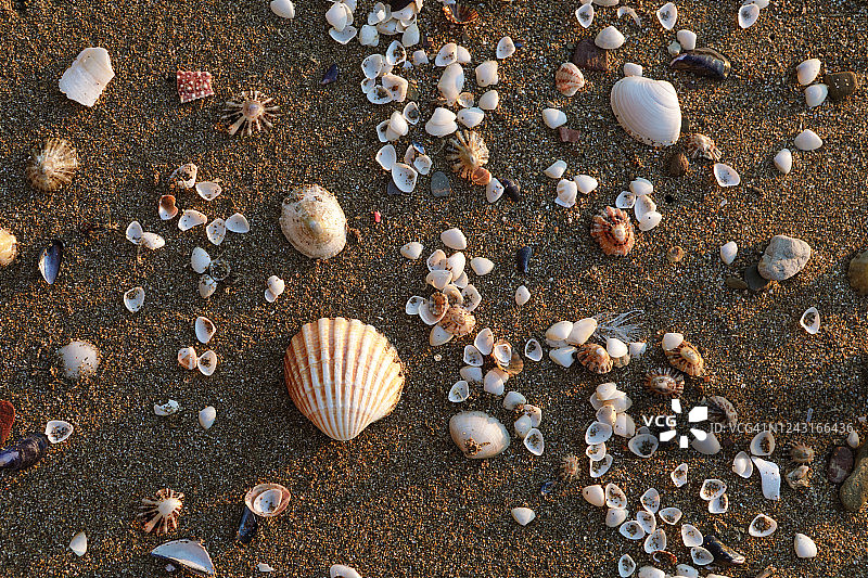 沙滩上散落的贝壳图片素材