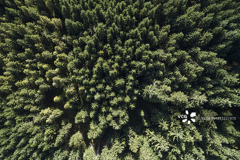 德国巴伐利亚施瓦本阿尔高地区韦尔塔赫针叶树森林航拍图片素材
