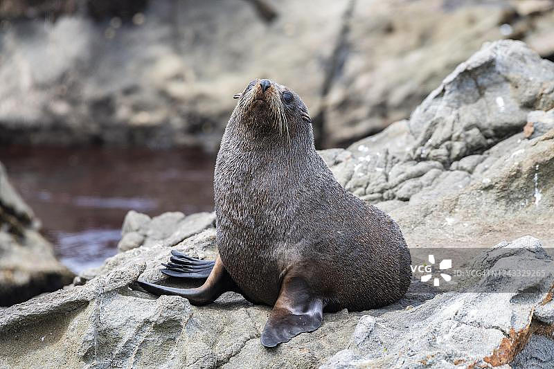 新西兰海狗（Arctocephalus forsteri），凯库拉，坎特伯雷，新西兰南岛图片素材