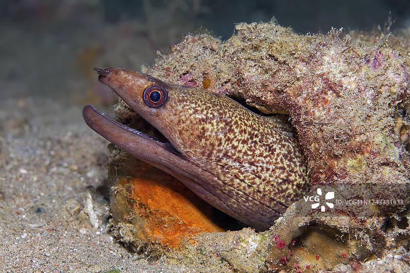 红海约旦，躲藏中的黄边海鳝图片素材