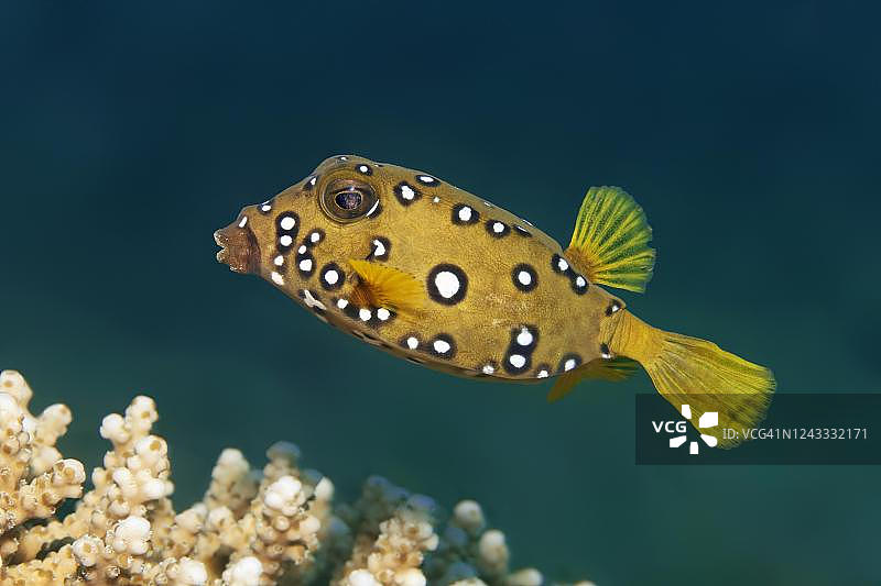 幼年黄色箱鲀，红海，约旦图片素材
