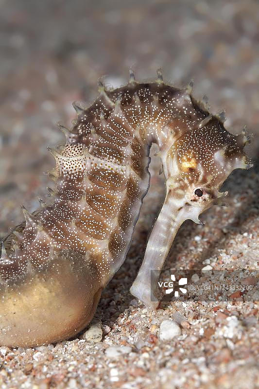 红海乔丹海域的棕色沙地上长棘海马图片素材