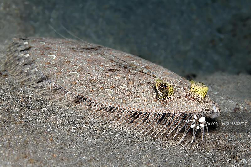 豹鲆，红海，约旦图片素材