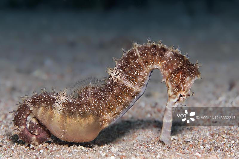 红海乔丹海域的棕色沙地上长棘海马图片素材