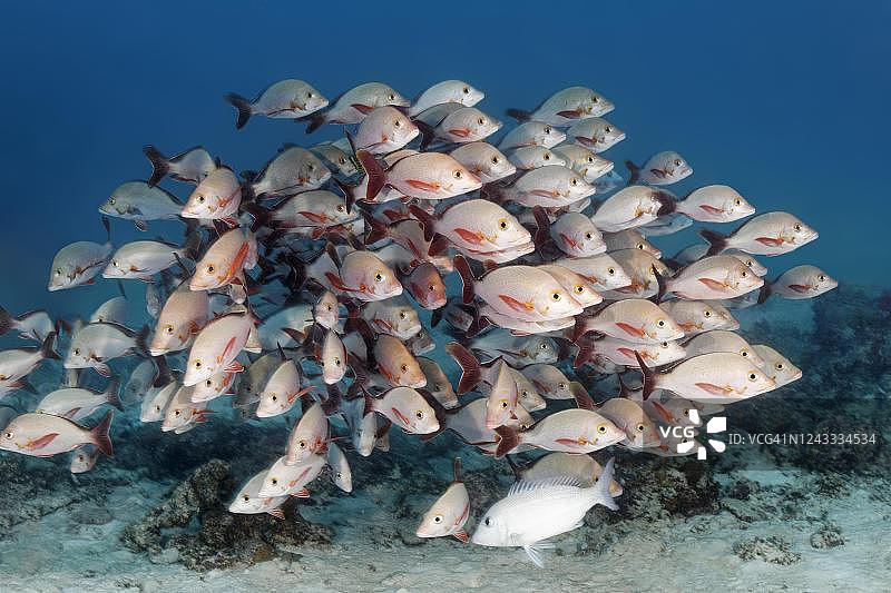 驼背红鲷鱼群（Lutjanus gibbus），印度洋，马尔代夫北部马累环礁图片素材
