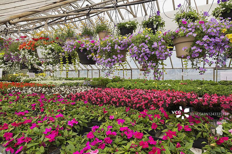 加拿大魁北克温室中悬挂在篮子里的色彩缤纷的夏季花卉，以及粉红色、白色和红色的花卉图片素材