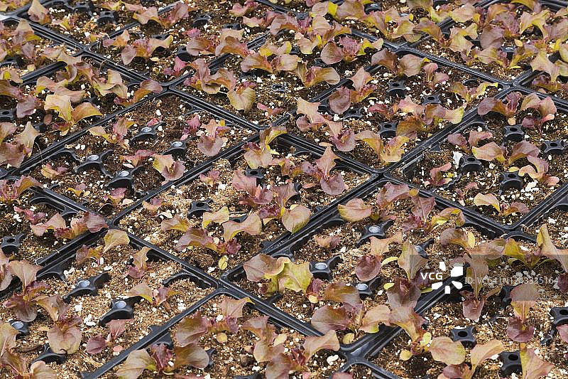 在塑料托盘中生长的幼莴苣图片素材