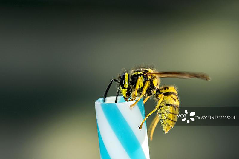 德国黄胡蜂在吸管上（德国）图片素材