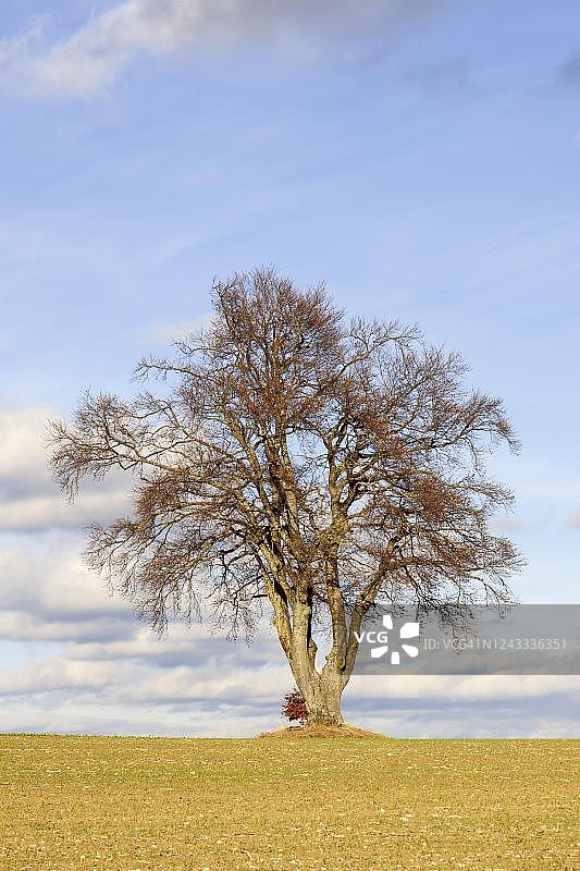 秋天的黑桤木（欧洲赤杨），孤树，士瓦本阿尔布，巴登-符腾堡，德国图片素材