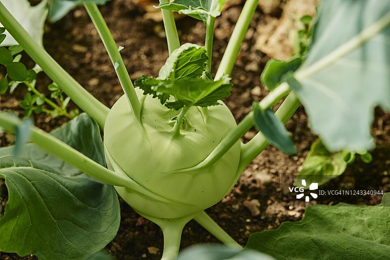 德国巴伐利亚州上普法尔茨地区的卷心菜图片素材