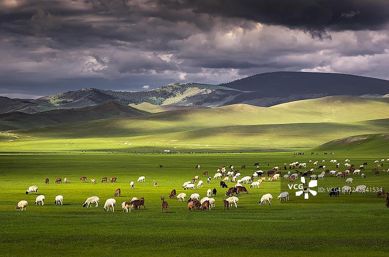 蒙古国库苏古尔省，山前绿地上的羊群图片素材