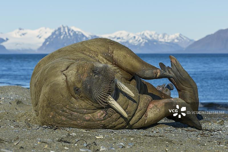 斯瓦尔巴群岛海象图片素材