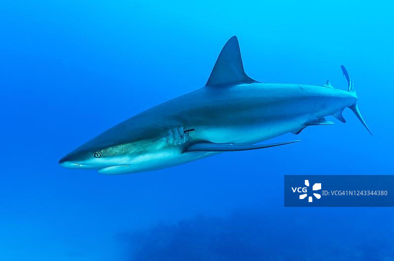 黑鳍鲨，蓝色水域，大西洋，加勒比海，巴哈马群岛图片素材
