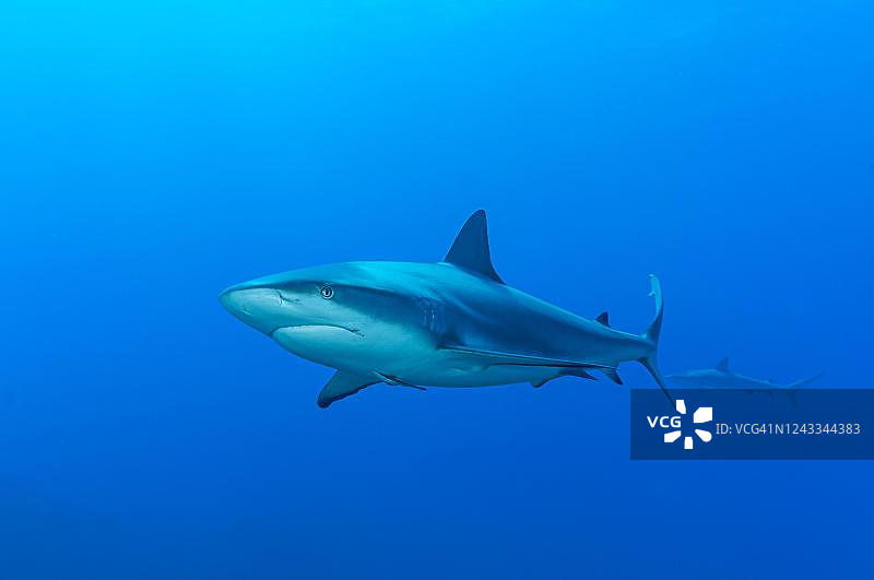 黑鳍鲨，蓝色水域，大西洋，加勒比海，巴哈马群岛图片素材