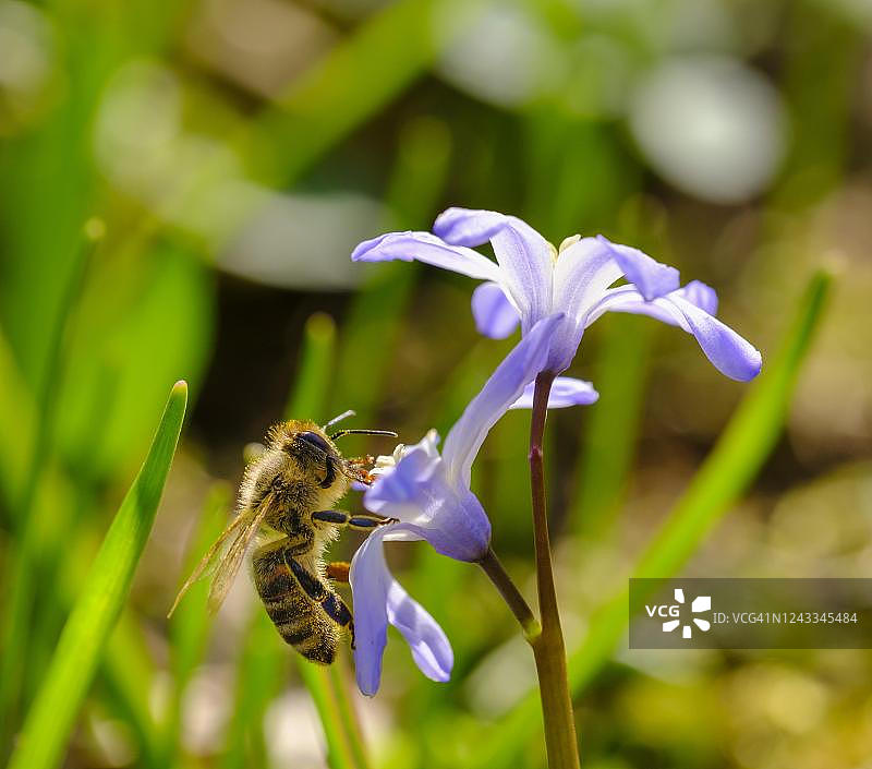 蜜蜂在雪光荣花上采蜜，德国巴伐利亚州上巴伐利亚图片素材