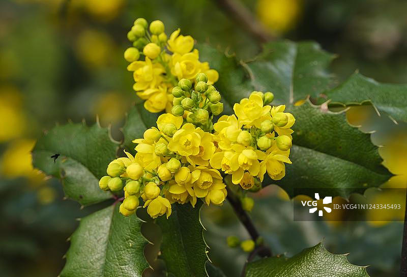 德国上巴伐利亚的普通十大功劳花图片素材