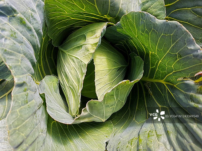 卷心菜植物特写图片素材
