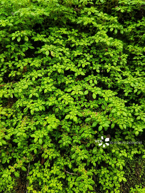 石墙上的野生植物全画幅镜头图片素材
