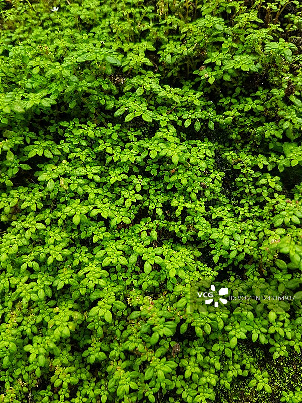 小型植物全画幅照片图片素材