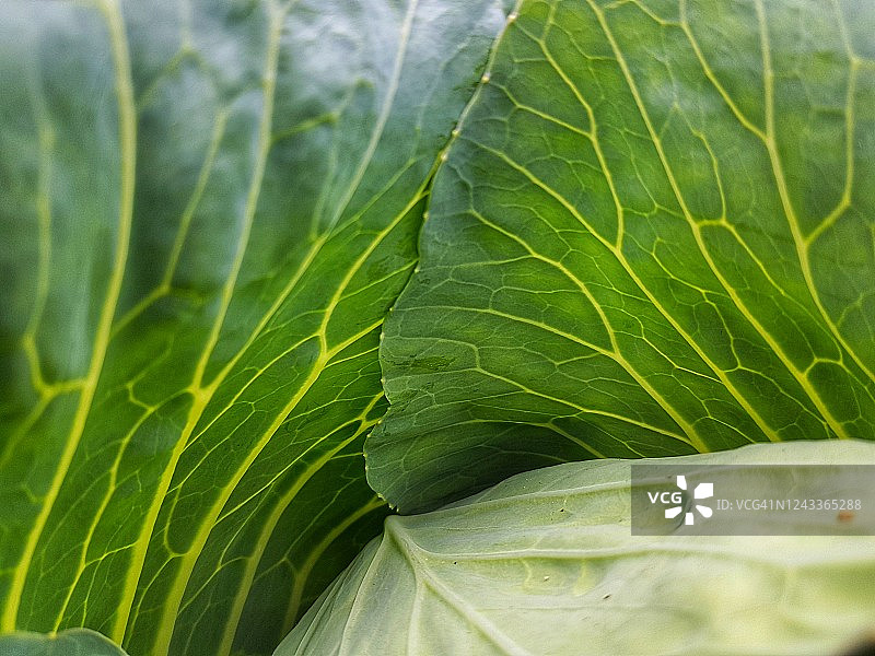 绿叶特写图片素材