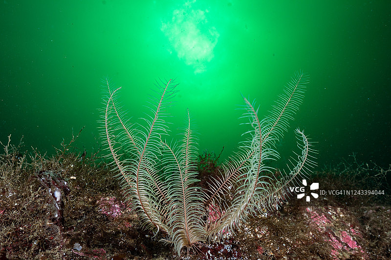 温哥华岛附近的羽毛海星图片素材