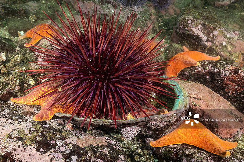 红海海胆食用鲍鱼图片素材