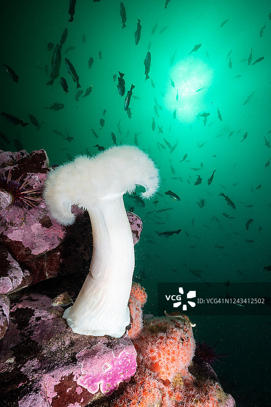 礁石上的大型羽毛海葵图片素材