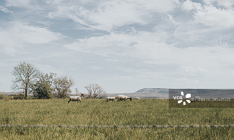 田野里剪过毛的绵羊图片素材