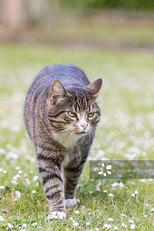 走在草地上的条纹猫图片素材