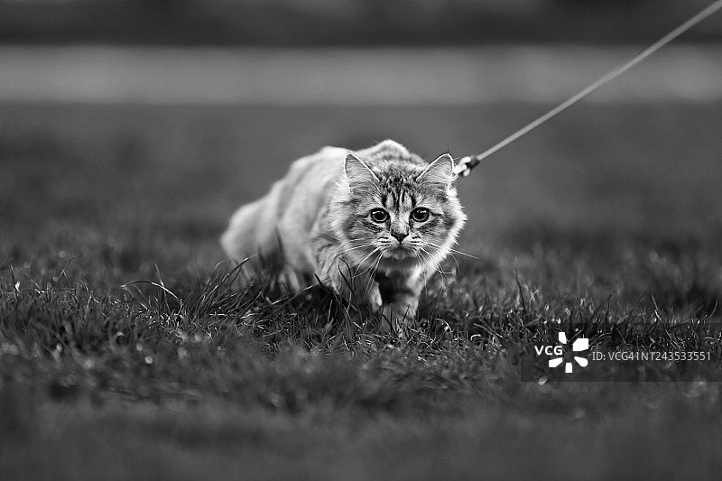 拴着皮带的户外猫图片素材