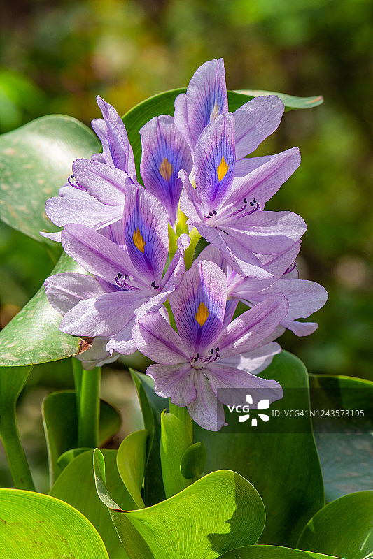 常见凤眼蓝图片素材