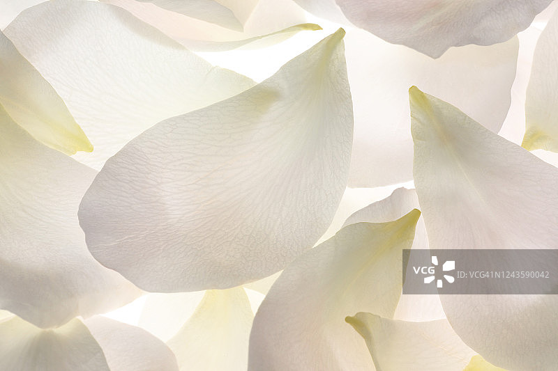 精致的白色玫瑰花瓣填充画面图片素材