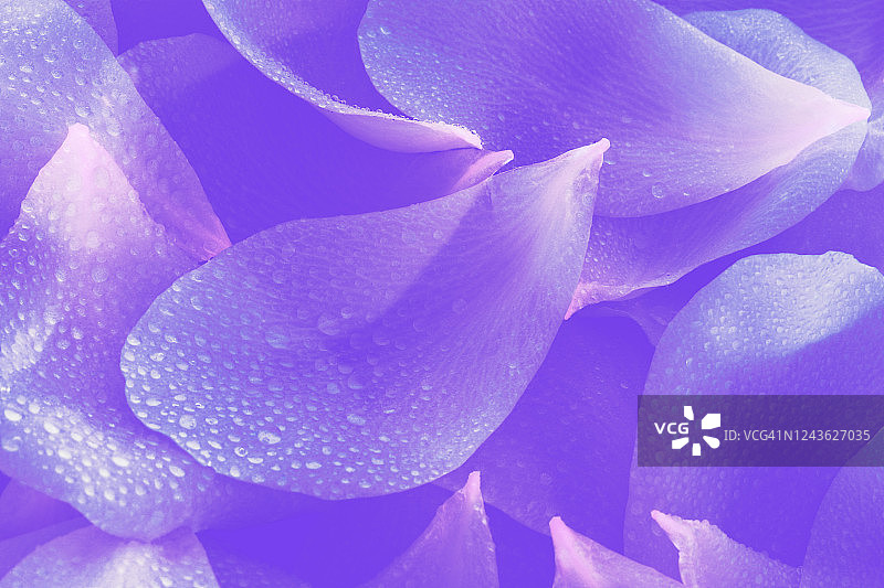 带水滴的紫色和粉色玫瑰花瓣图片素材