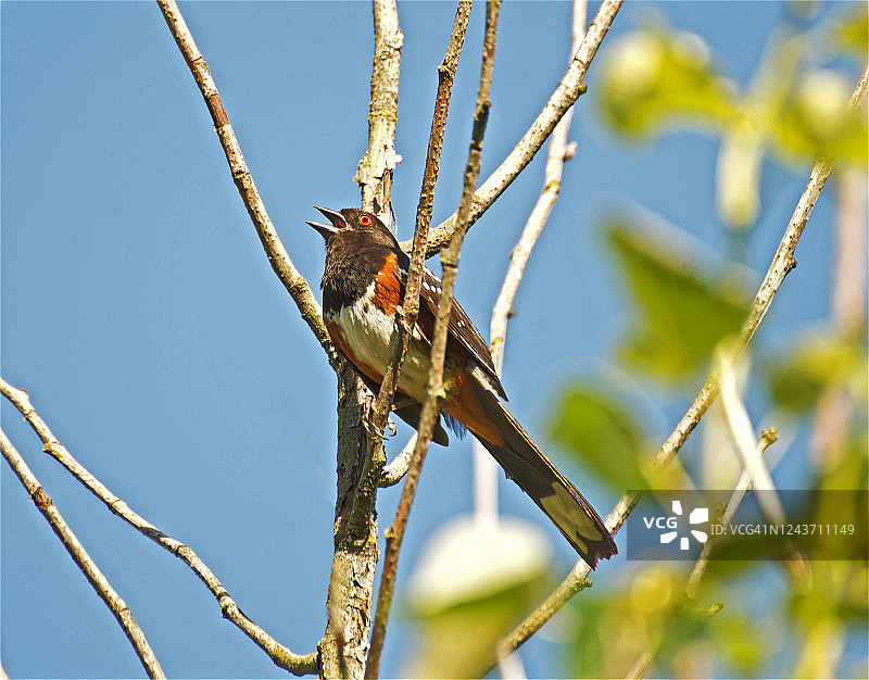 雄性斑点唐鹀图片素材