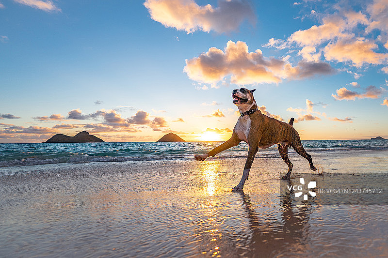 日出时拳师犬在沙滩上奔跑图片素材