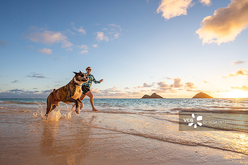 女人和拳师犬在日出时沿着海滩奔跑图片素材