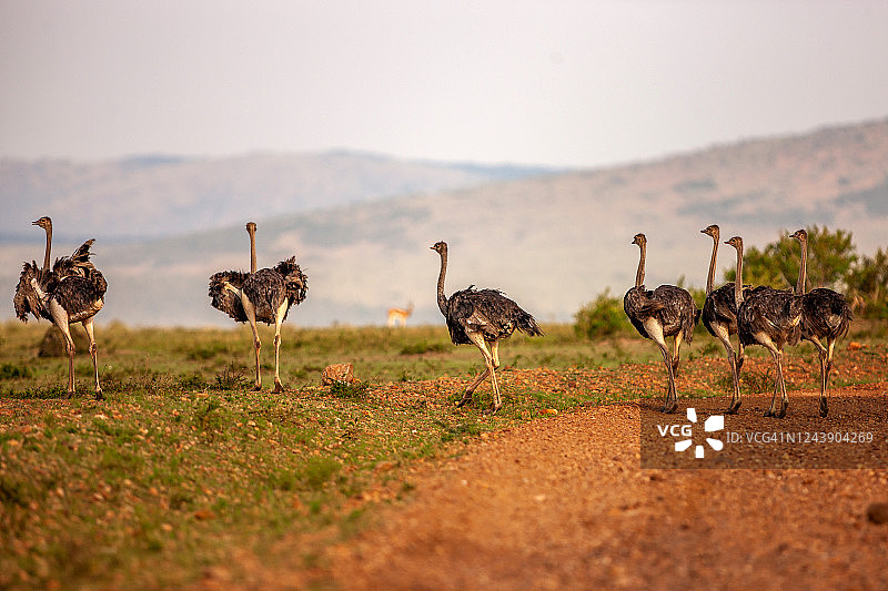 一群鸵鸟在平原上行走图片素材