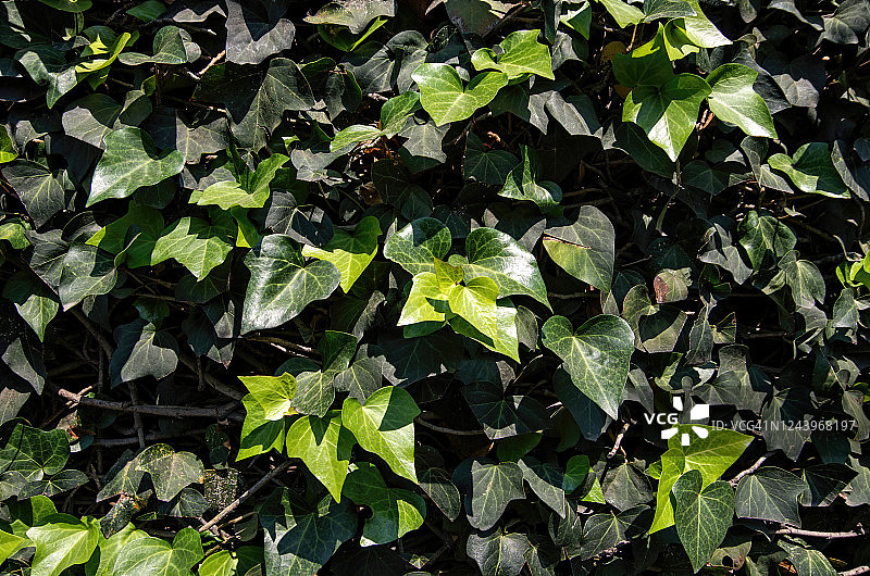 建筑物外墙上生长的常春藤图片素材