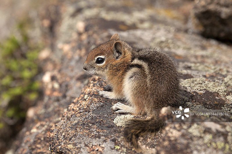 在埃文斯山荒野中的金色披肩地松鼠图片素材