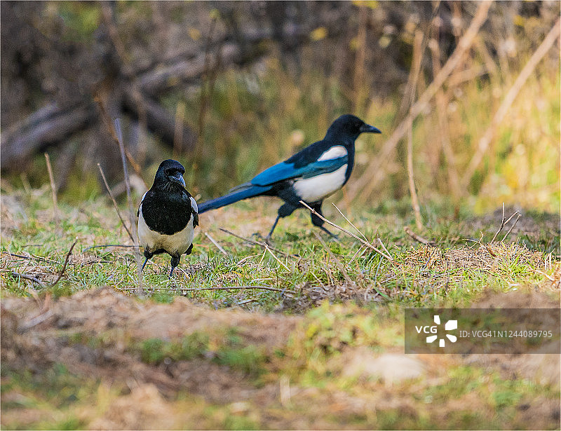 不丹的鸟类：黑嘴喜鹊图片素材