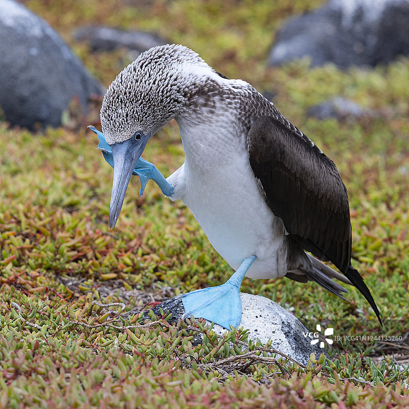 加拉帕戈斯群岛的蓝脚鲣鸟图片素材