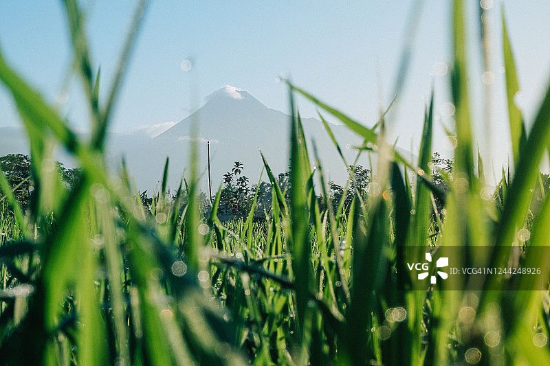 清晨以稻田为前景的默拉皮火山图片素材